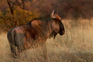 Side-on image of large brown herbivore with small horns in golden light in the South African bush